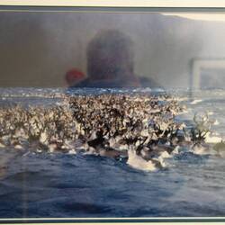 die schwimmenden Rentiere