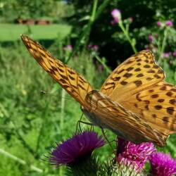 Dynamic butterfly pic!