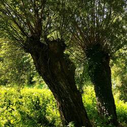 Welcome to the Shire!