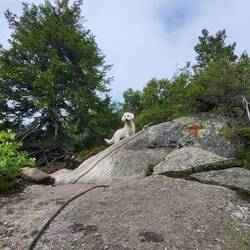 Auch Lilli hat ordentlich Kletter-Einsatz gezeigt.