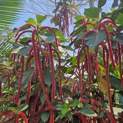 lustige Pflanzen gibts hier auch