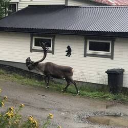 Aug' in Aug' mit 'nem Rentier. Dieses ist gar nicht scheu.