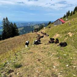 Spalier an Staufner Haus