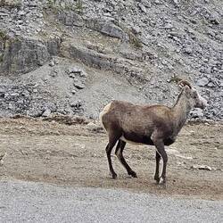 Bighorn Sheep