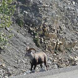 Bighorn Sheep