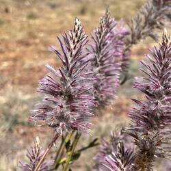 WA wildflowers