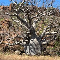 Boab trees. Loads of these along the route