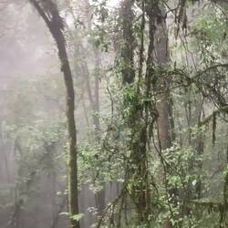 Rainforest at Doi Inthanon Nationalprk