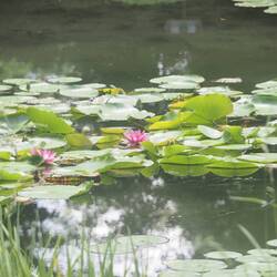 Quelques fleurs aux Heian-jingu