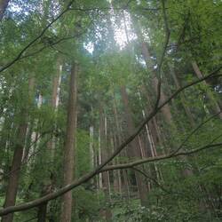 Arbres sans fin au Ginkaku-ji