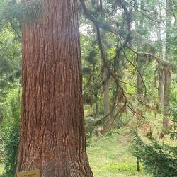 Zufällig ein Mammutbaum in Sofia gefunden