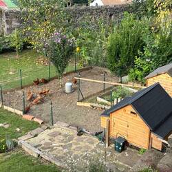 Chickens in the garden