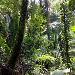 Kurze Wanderung durch den Dschungel. Leider haben wir keine spannende Tiere gesichtet 😏😅