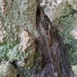 Finde den Delfinkopf