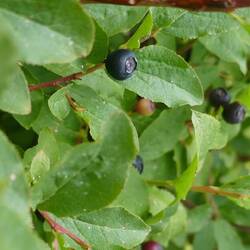 Heidelbeeren - und was für welche!