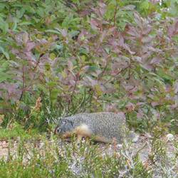 Columbian Ground Squirrel