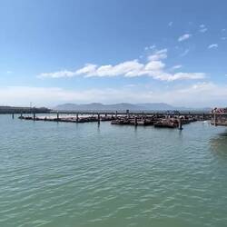 Die Seelöwen am Pier 39.