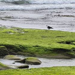 Pacific Gull