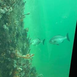 Fish at the underwater observatory