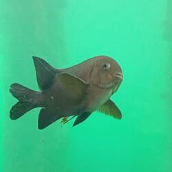 Check outbthe side eye on this one