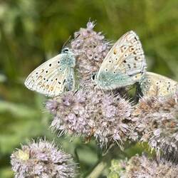Die Schmetterlinge mögen die Blüten der Minze