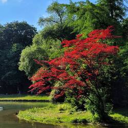 Englischer Garten