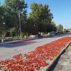 Getrockneter Paprika