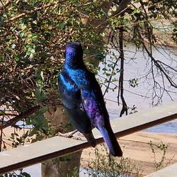 Der Messingglanzstar