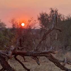 Sonnenuntergang im Krüger Nationalpark