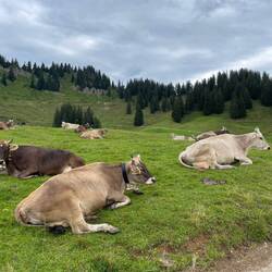 Par-kuh-r (ich weiss, ein schlechter Wortwitz! 😂)