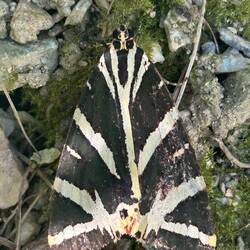 Schon wieder so einer