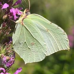 Die Schmetterlingsvielfalt ist gigantisch
