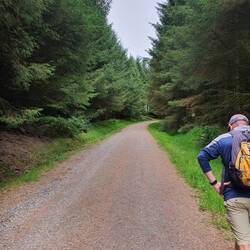 Black How Plantation Forest