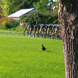 Überall laufen Fasanen rum
