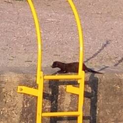 Weiß jemand, was das hier für ein Tier ist? Kletterte an der Kaimauer herum