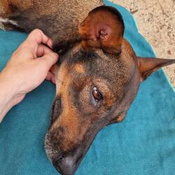 Another Beach = Another Dog