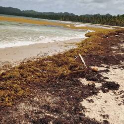 Algen am Playa Rincón