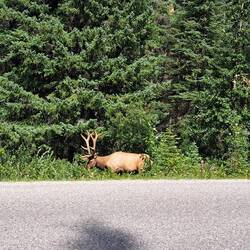 Ein stattlicher Waipitihirsch.
