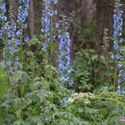 Seht Ihr den Rubinkehlkolibri?