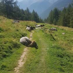 'Tschuldigung, das ist mein Weg?