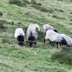 Love the sheep!