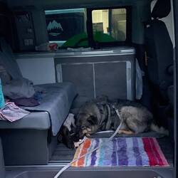 Drago liegt freiwillig schon im Bett 🥱