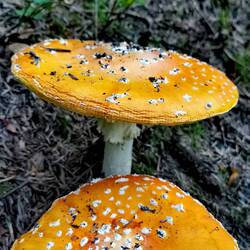 Definitely not yummy yummy!