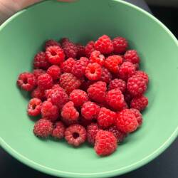 Himbeeren