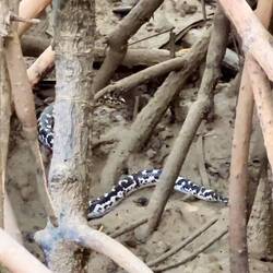 Mangrove Snake