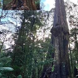 Picture in picture to show actual size of The Big Tree