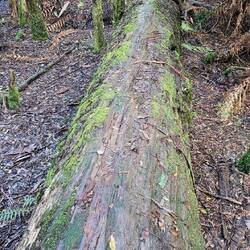 Dip River Forest Reserve