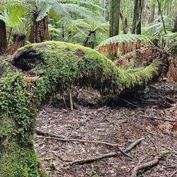 Dip River Forest Reserve