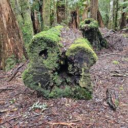 Dip River Forest Reserve