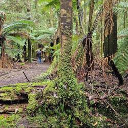 Dip River Forest Reserve